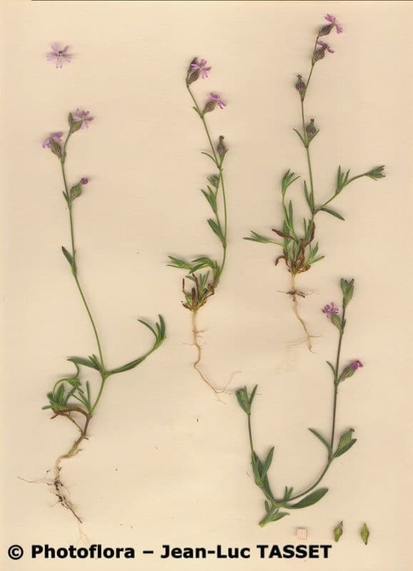Silene 8