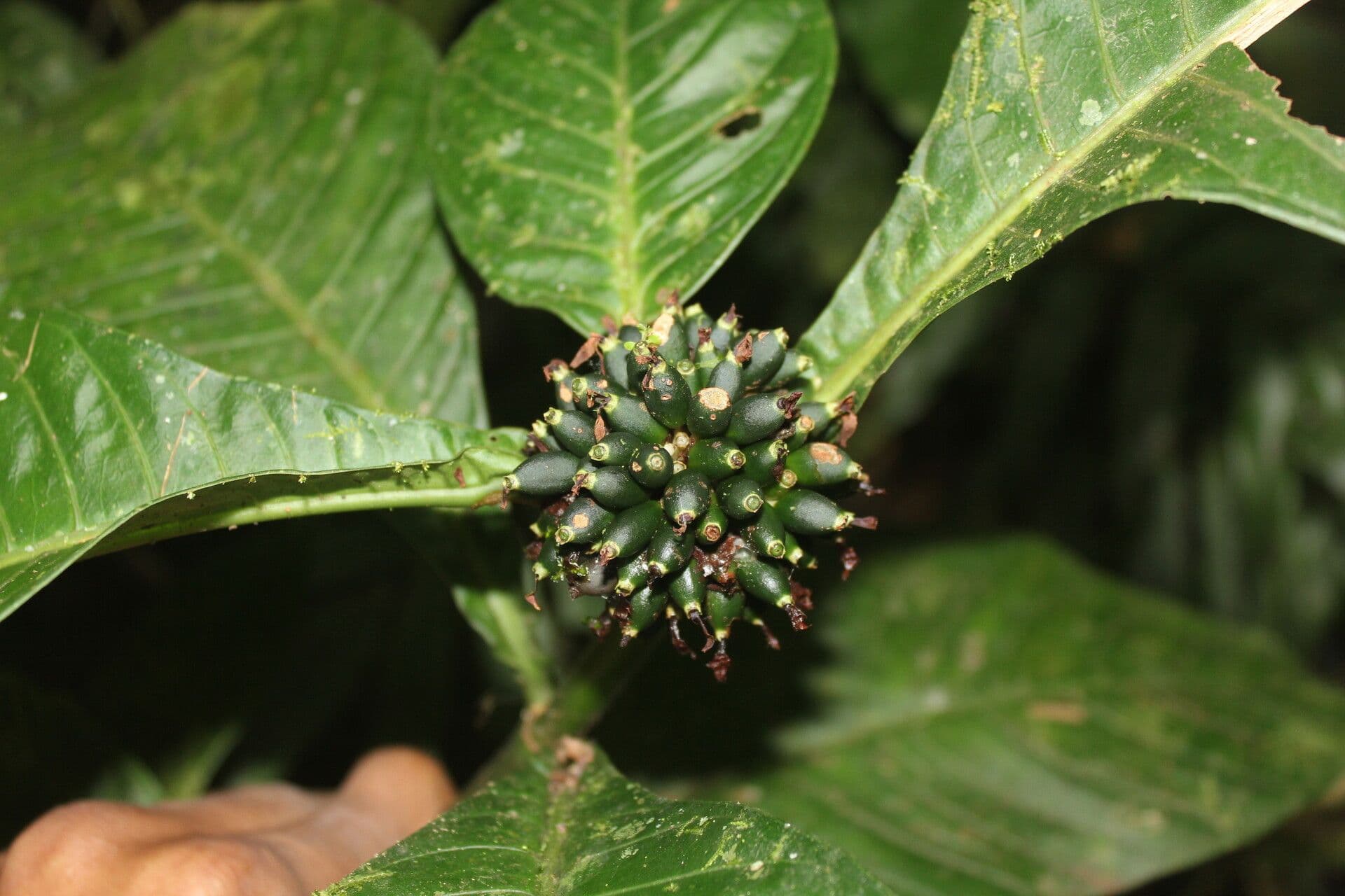 Amphidasya 2
