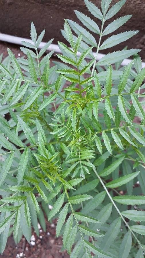 Tagetes minuta 20