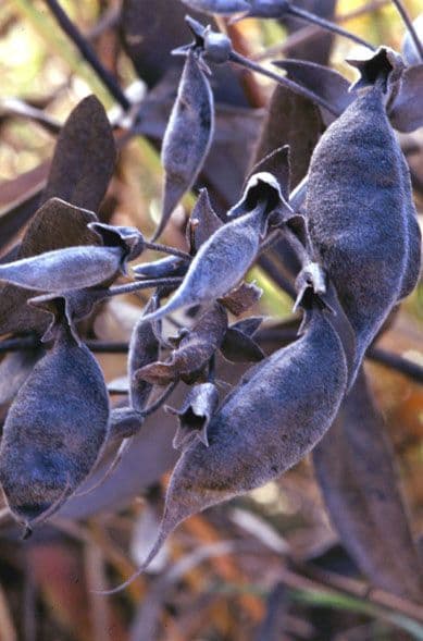 Baptisia bracteata 3