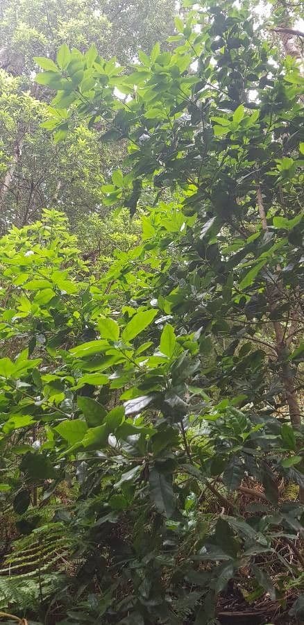 Picconia excelsa 4