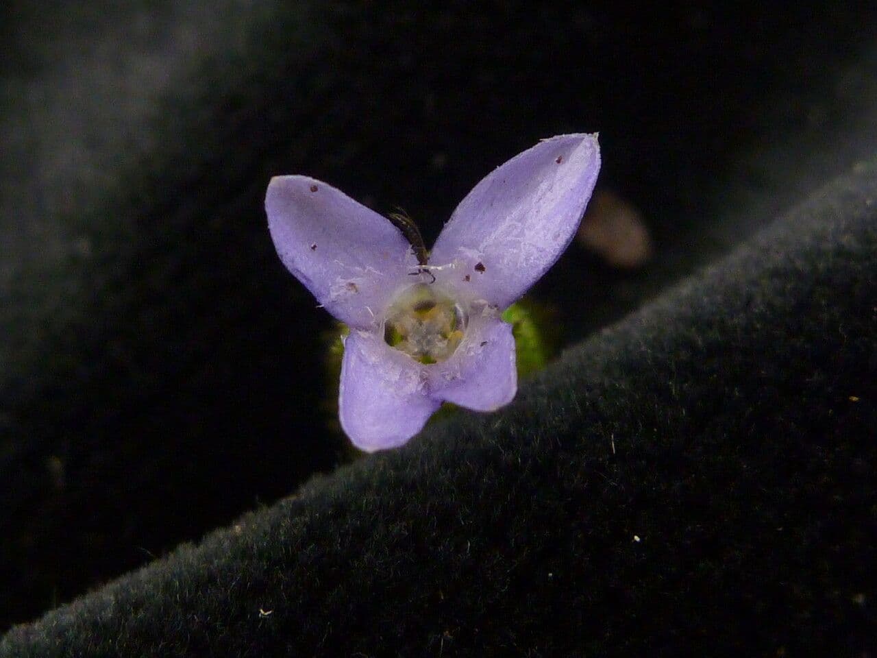 Cyananthus 2