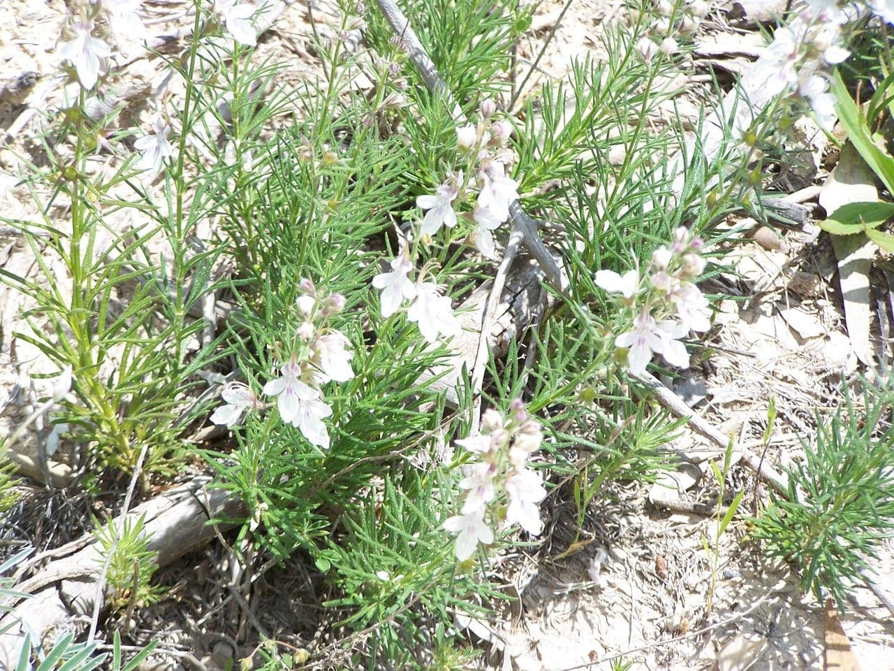 Teucrium pseudochamaepitys 12