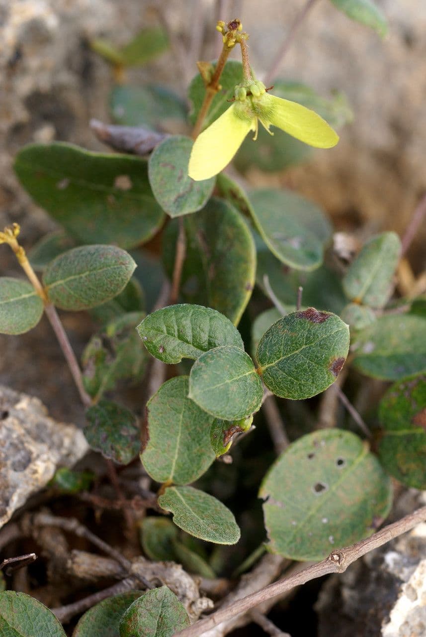 Stigmaphyllon 17