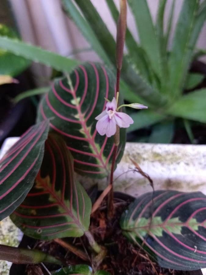Maranta
