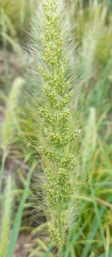 Setaria 3