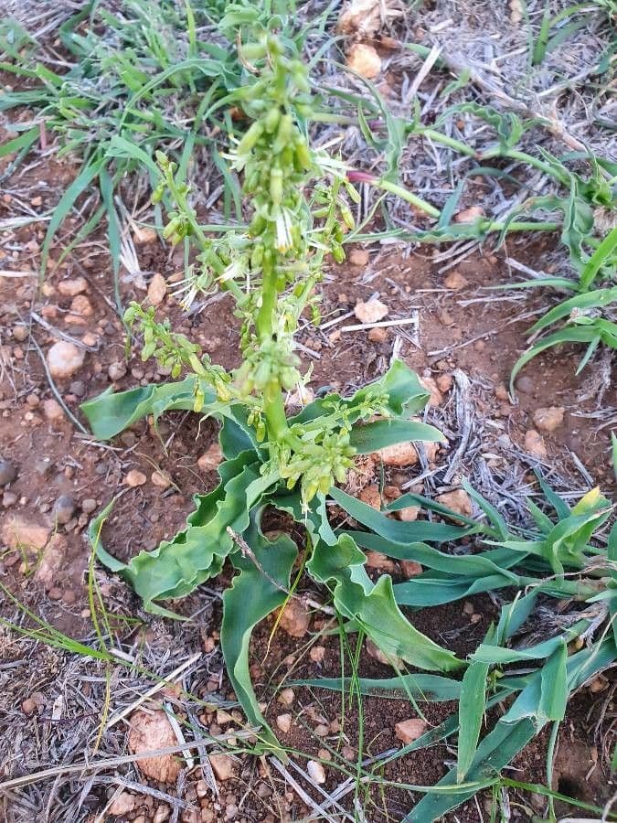 Chlorophytum gallabatense 18