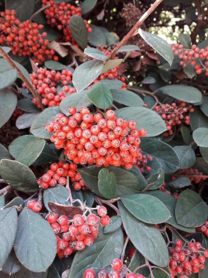 Cotoneaster