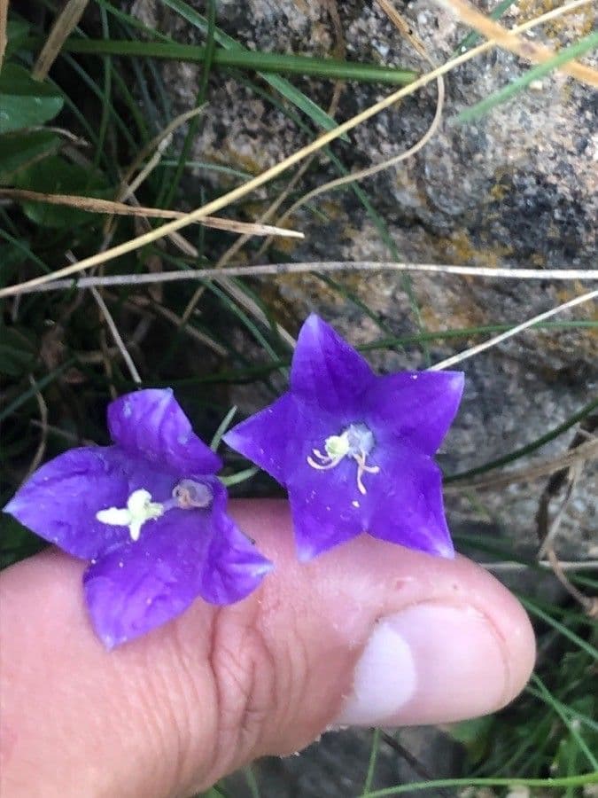 Campanula di Hermini 2
