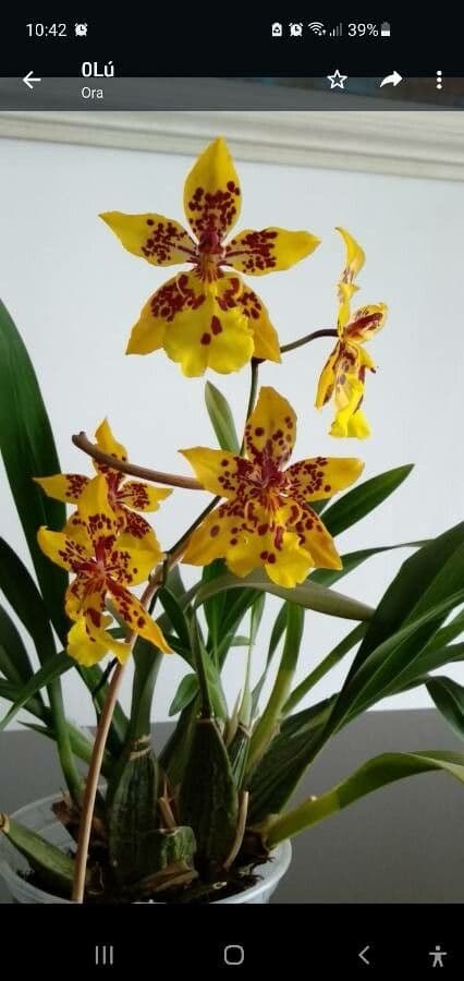 Oncidium 3