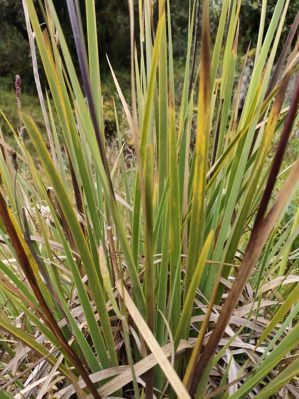 Iris del Chimborazo 10