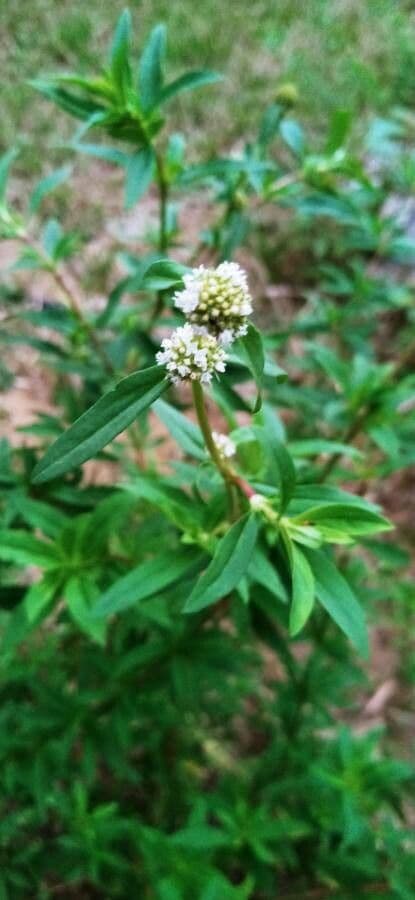 Spermacoce verticillata 5