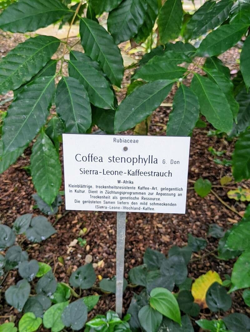 Caffè a foglie strette 7