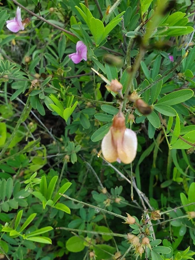 Tephrosia 6