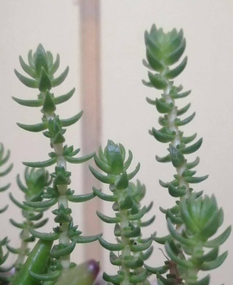Crassula 8
