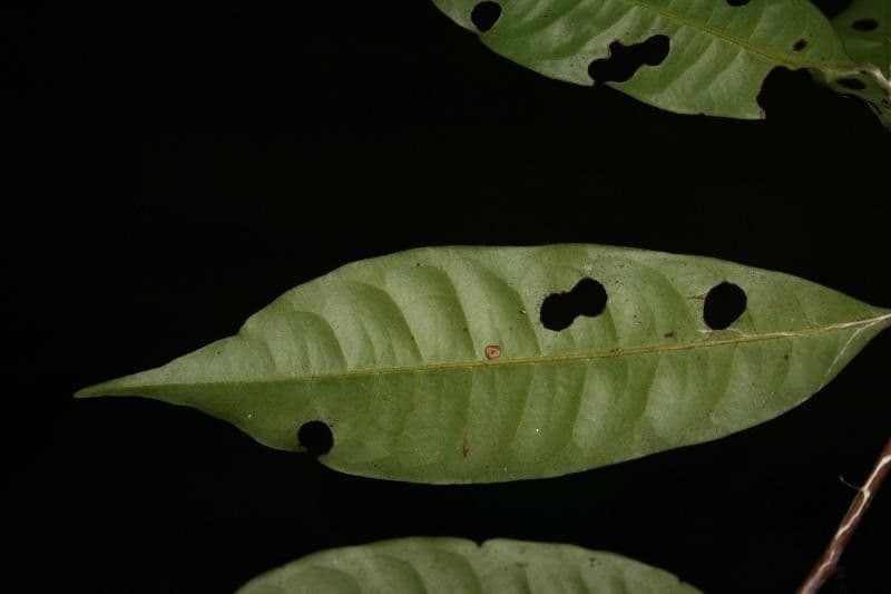 Iryanthera 4