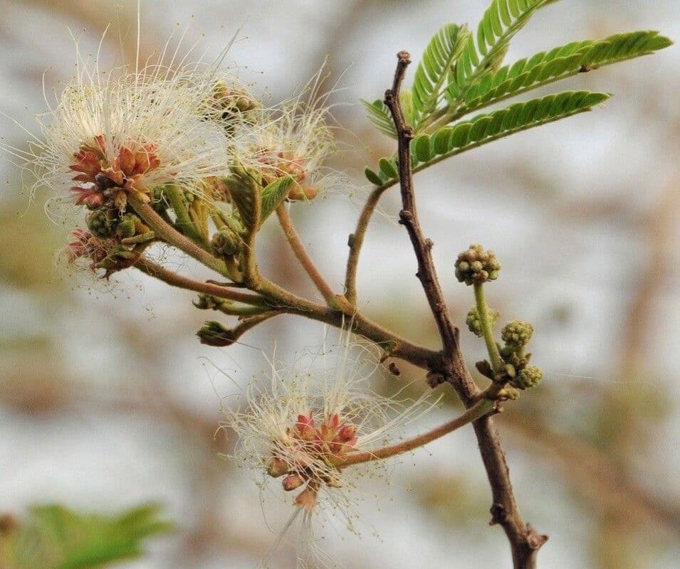 Albizia