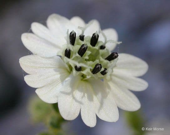 Blepharizonia 4