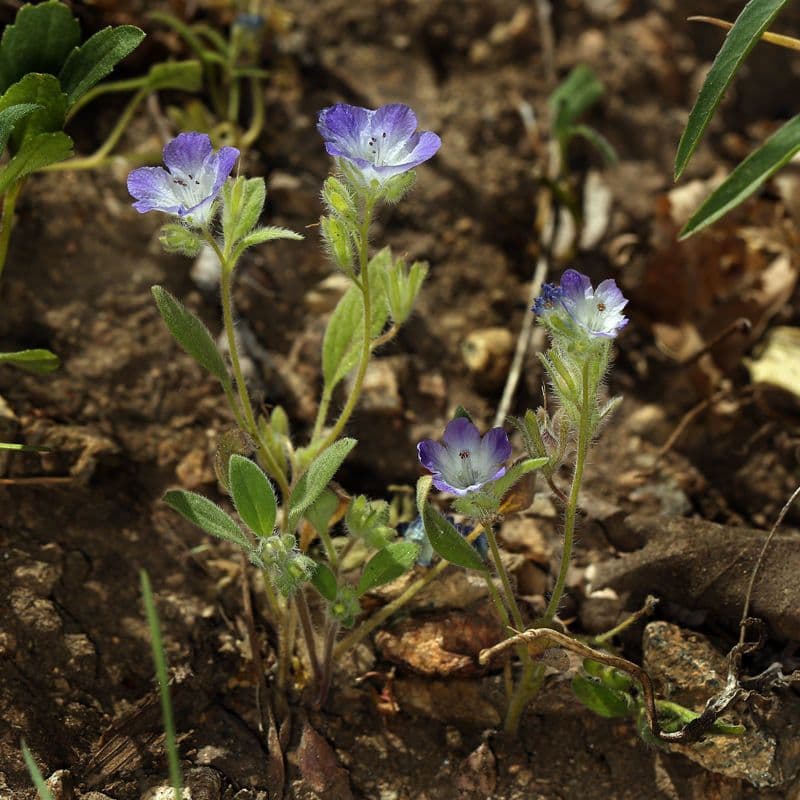 Davidsons Phacelia 4