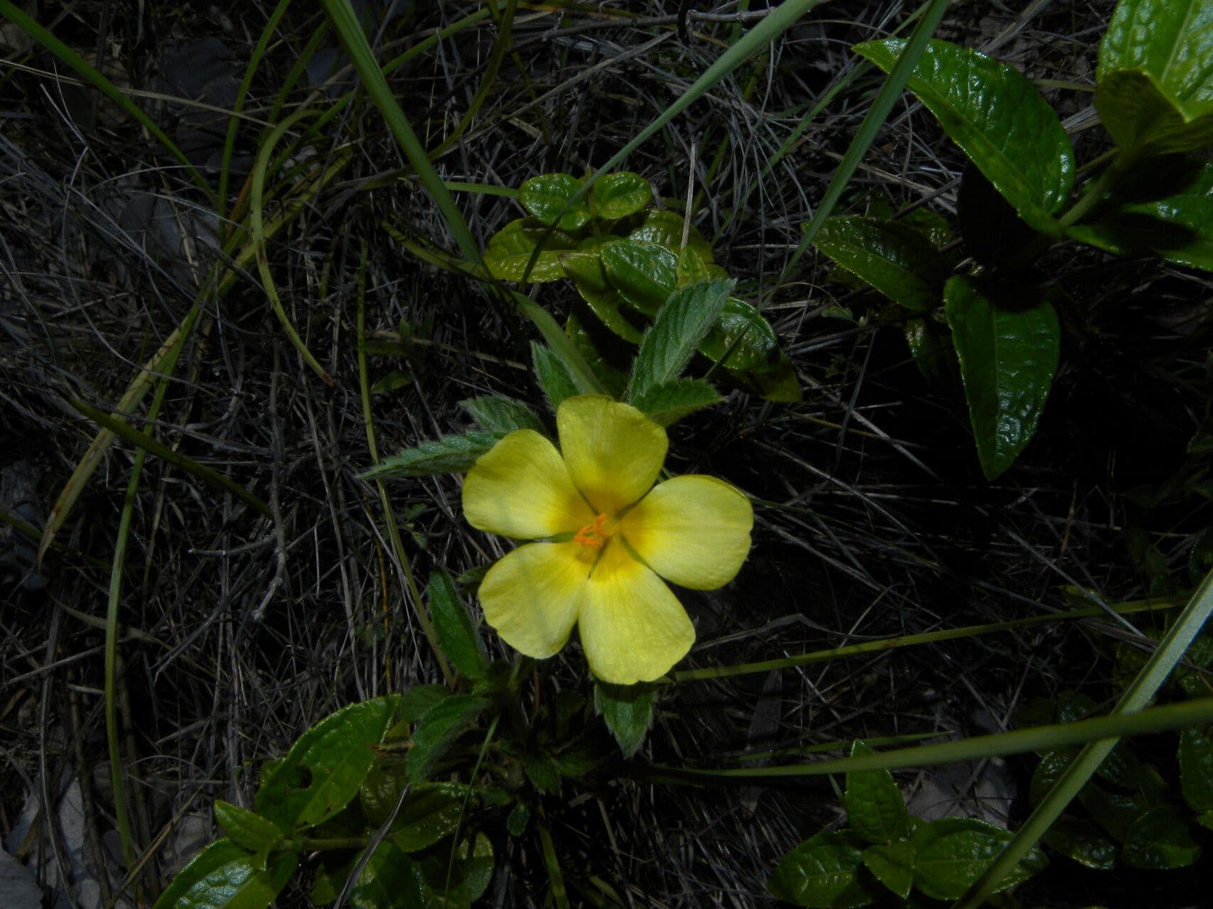 Turnera scabra 5