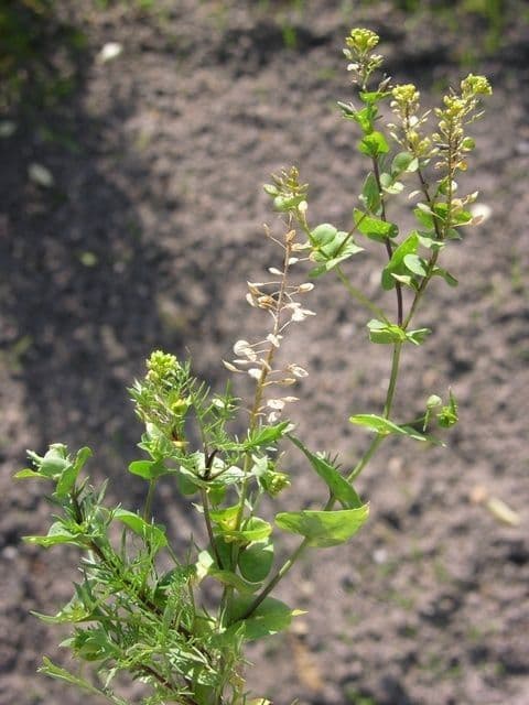 Lepidium perfoliatum 10