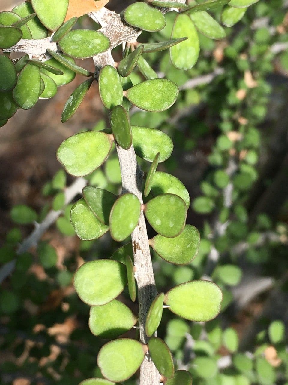 Alluaudia 2