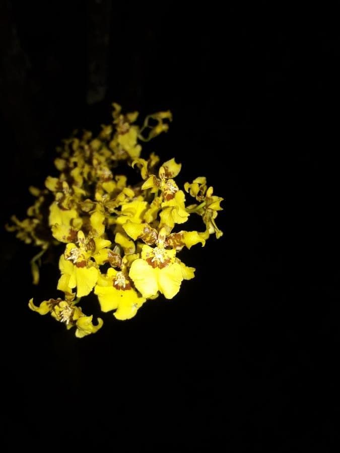 Oncidium sphacelatum 4