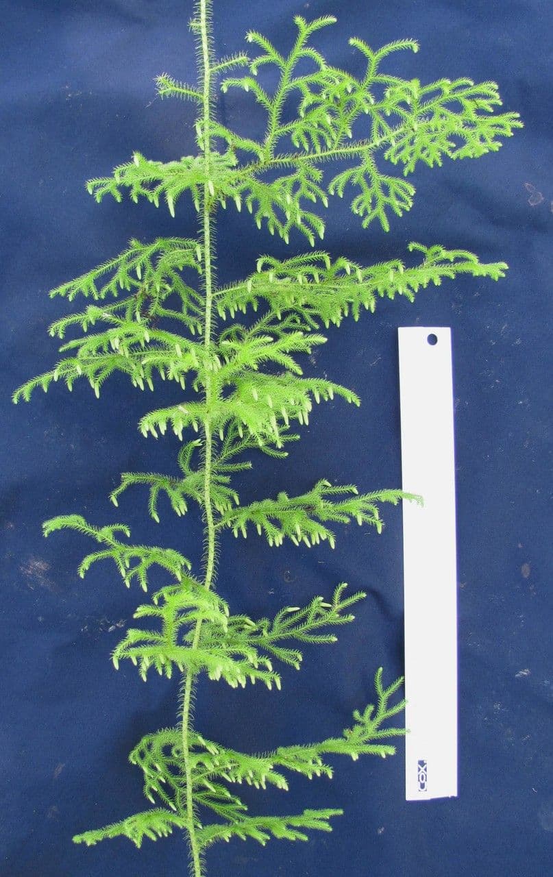 Lycopodiella cernua 18
