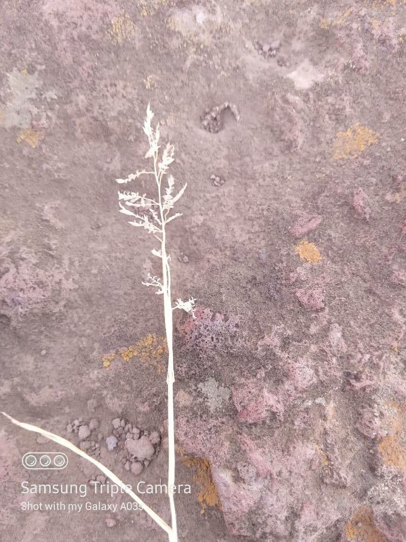 Eragrostis 7