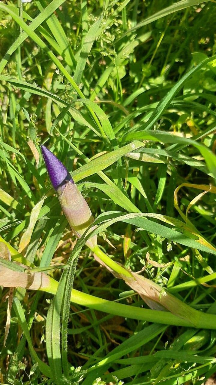 Zwerg-Schwertlilie 18