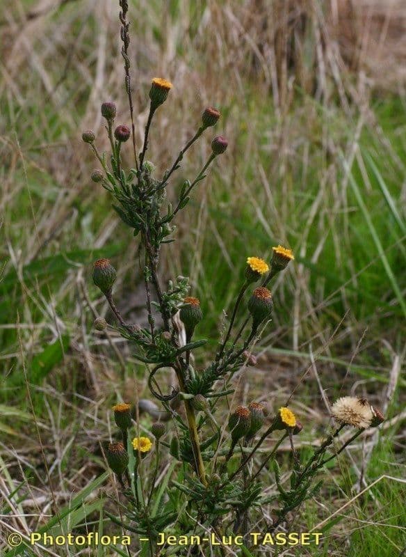 Pulicaria 7