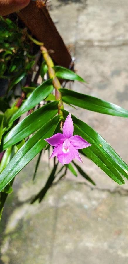 Dimerandra emarginata 5