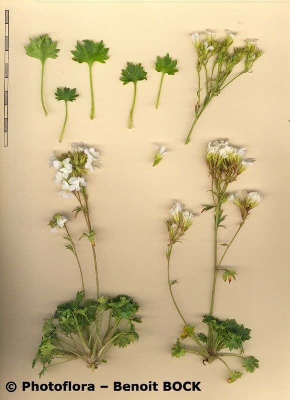 Saxifraga 20