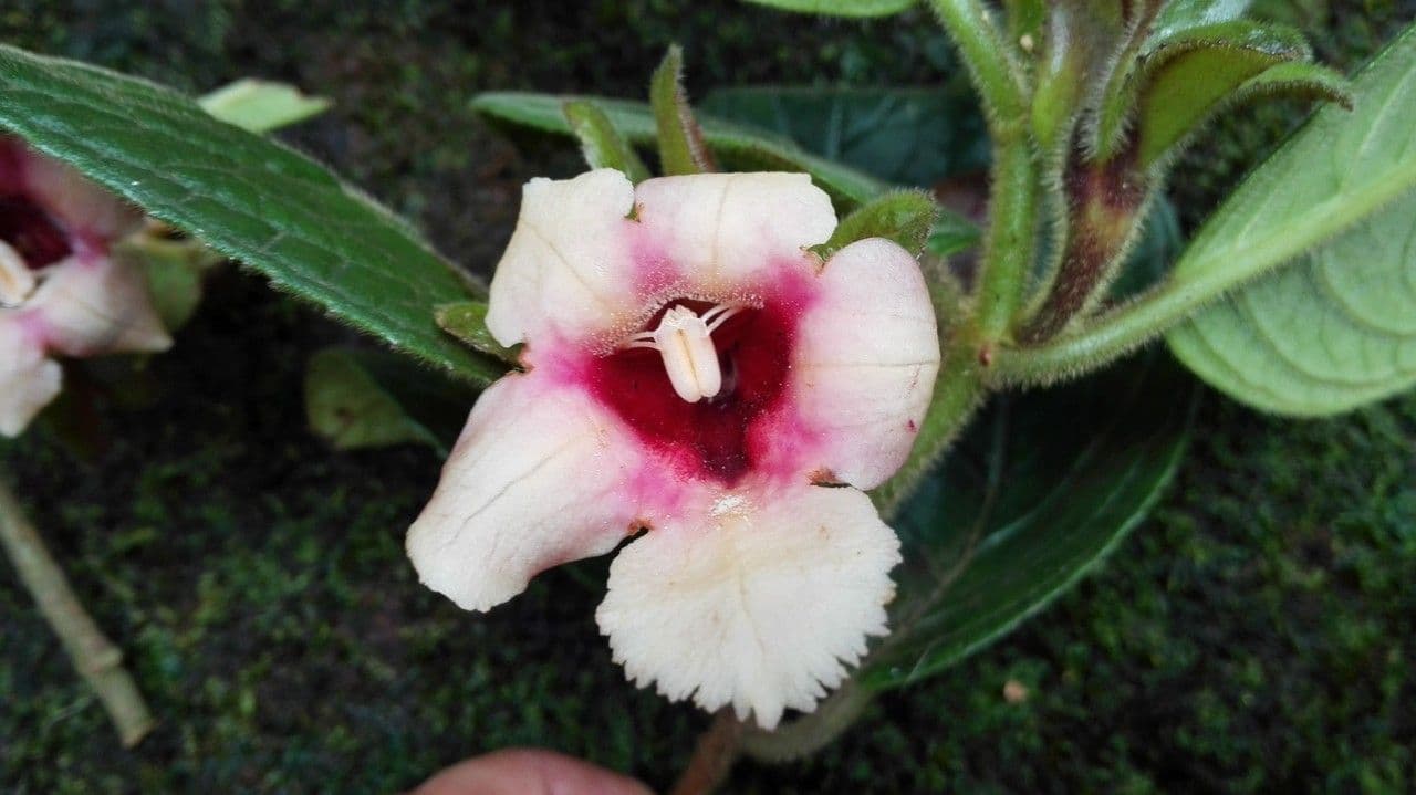 Drymonia alloplectoides 7