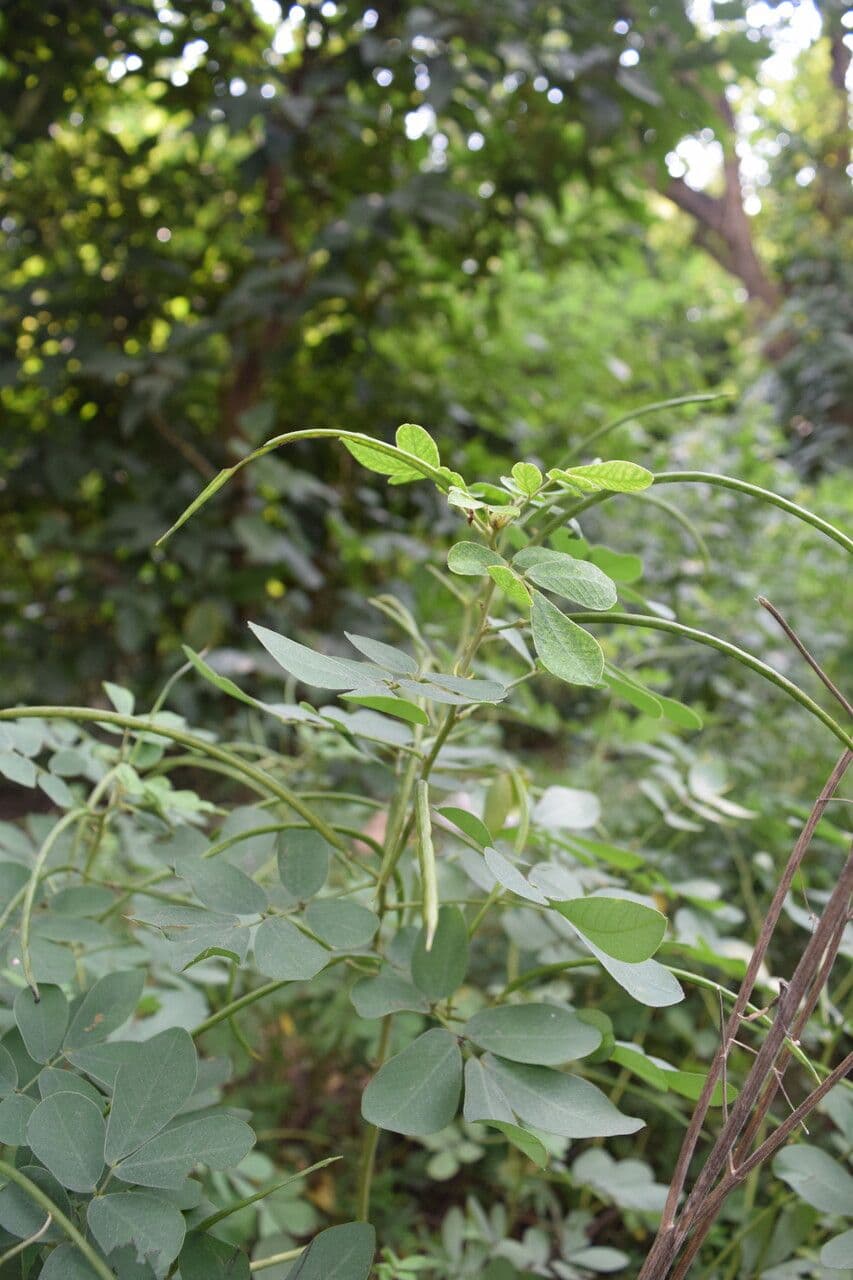 Sena 9