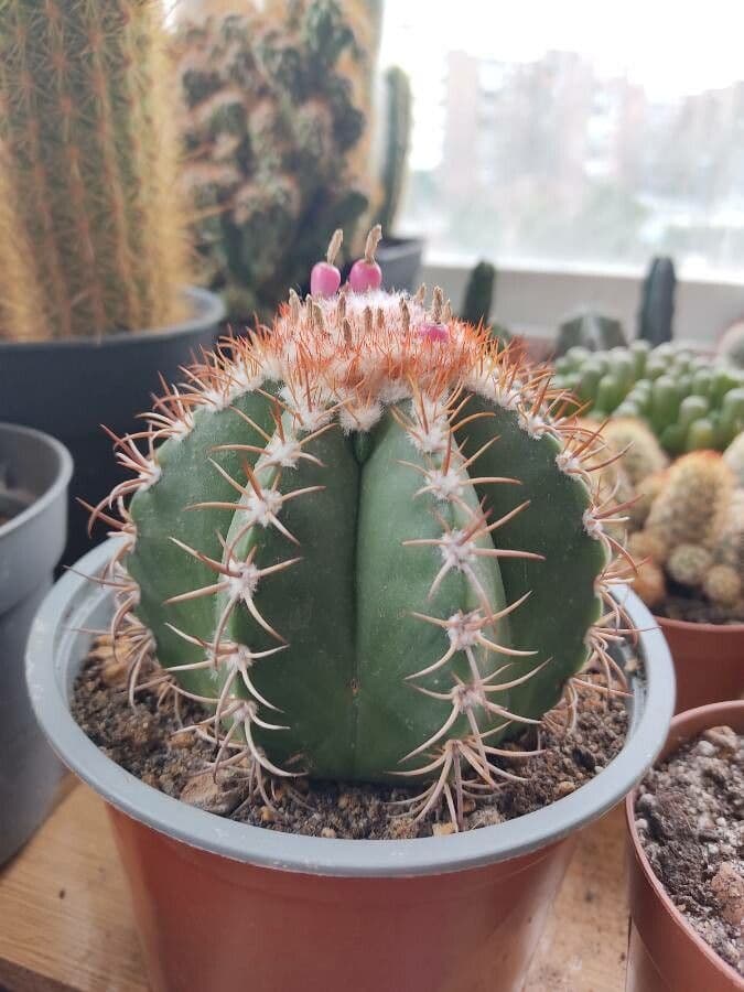 Melocactus nain 18