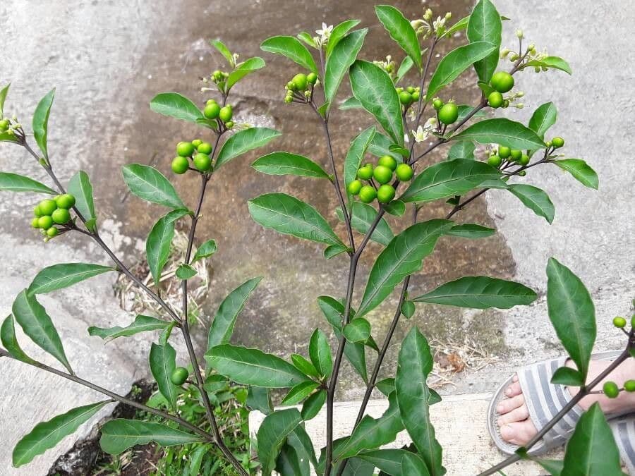 Solano de dos hojas 16