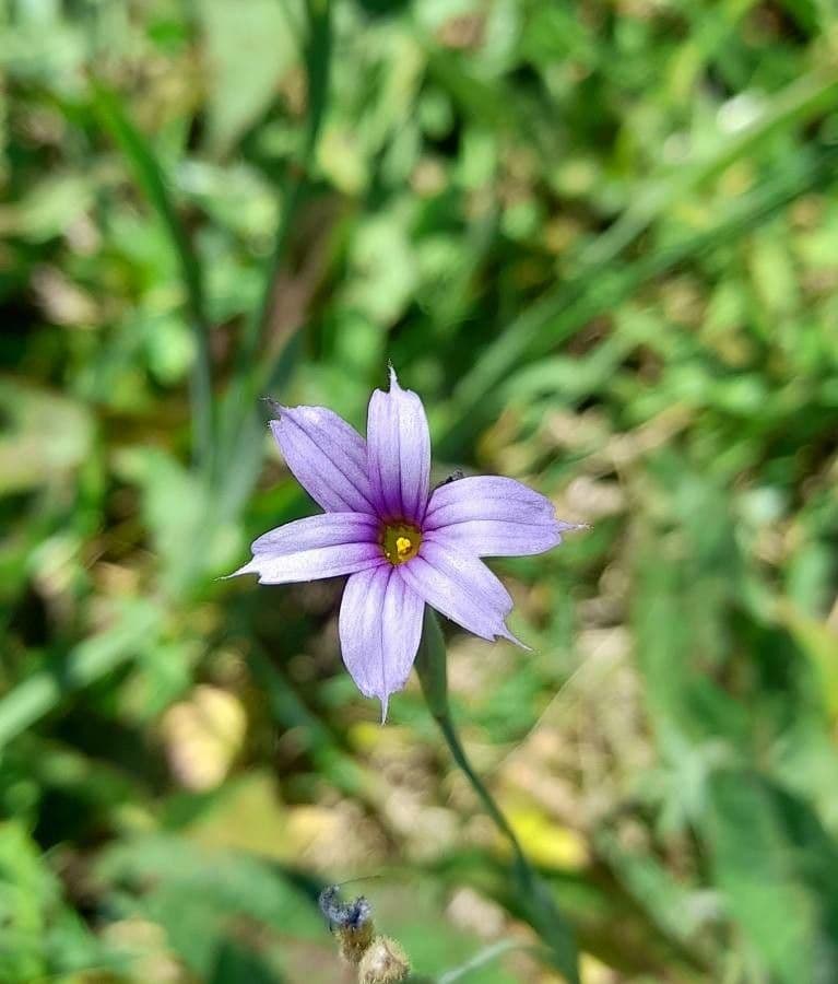 Sisyrinchium