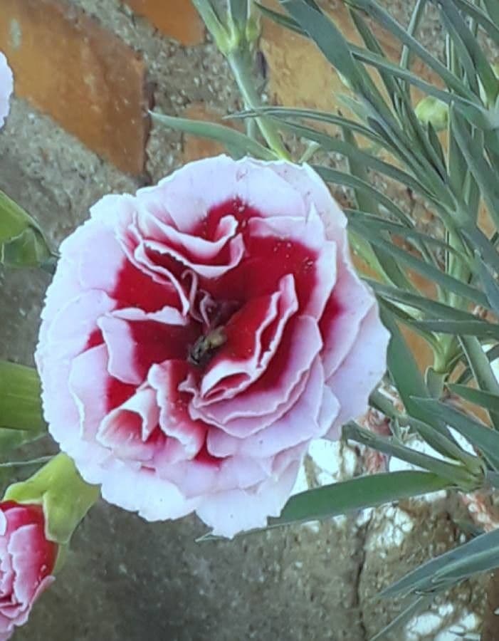 Clavel 9
