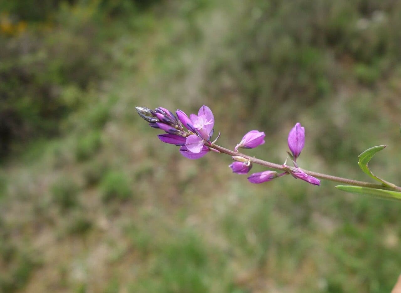 Polygala de Nice 2