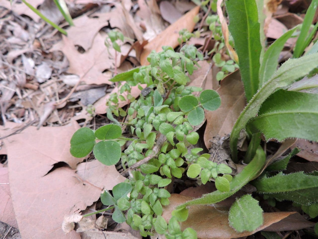 Parietaria pensilvanica 9