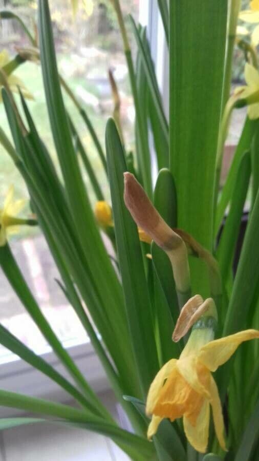 Narciso trombetta 26