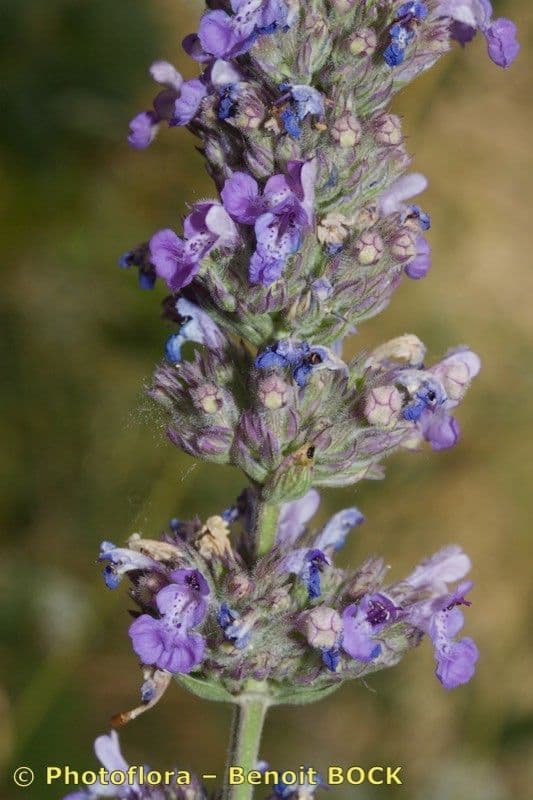 Erba gatta 3