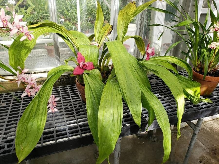 Lycaste 6