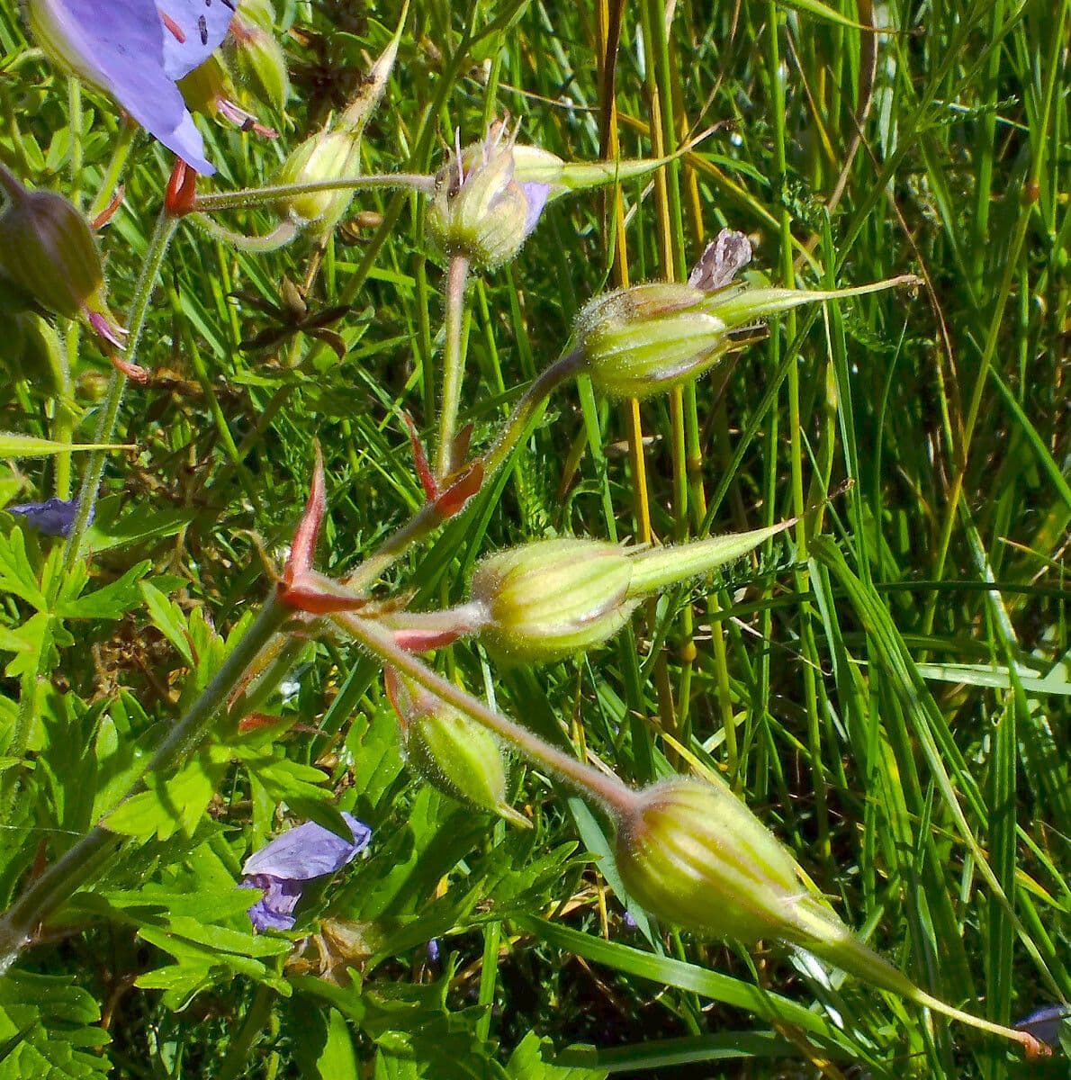 Géranium des prés 5