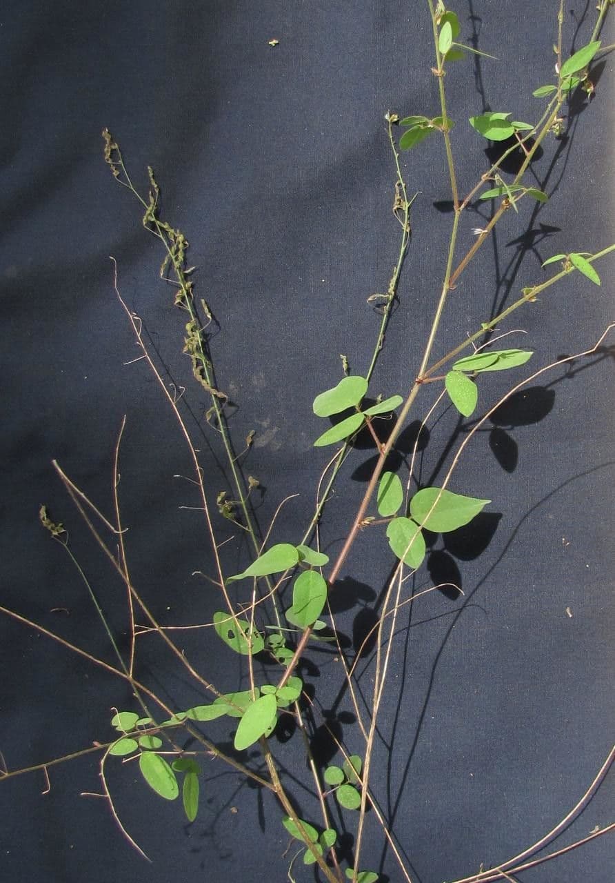 Desmodium procumbens 4
