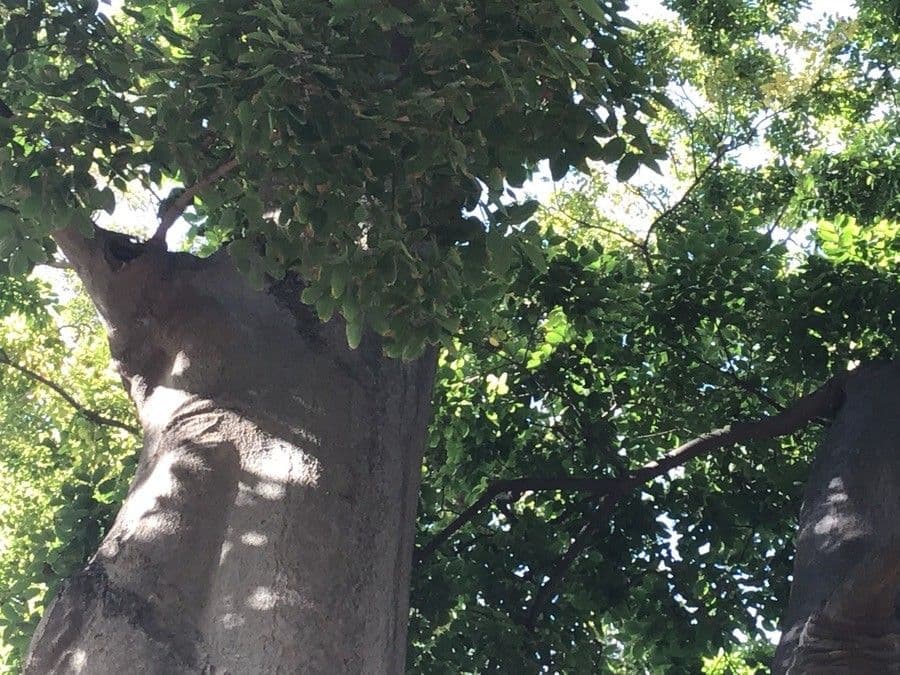 Celtis sinensis 12