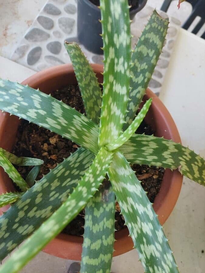 Aloe