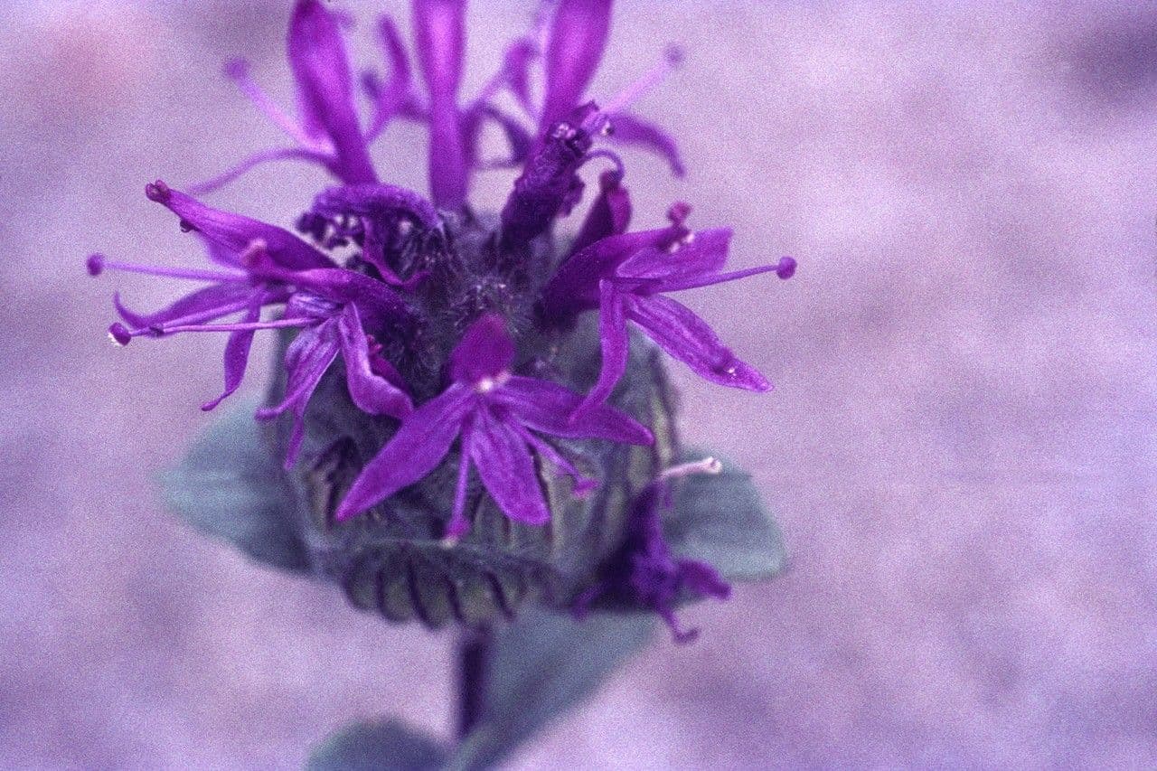 Monardella ondulata 5