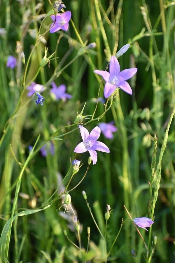 Campanula diffusa 18